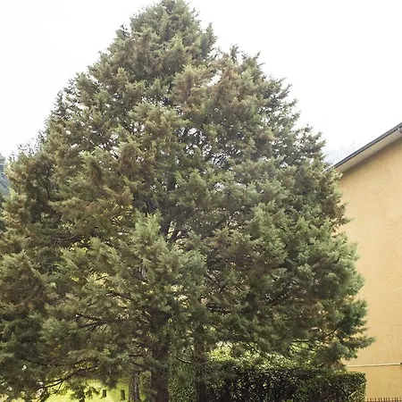 Hirondelle *